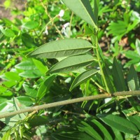 Brachypterum scandens (Roxb.) Miq.